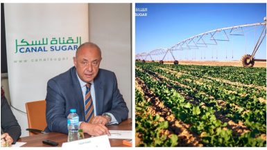 «القناة للسكر» تبدأ زراعة 5 آلاف فدان من محصولى عباد الشمس والفول الصويا