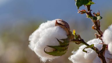القطن