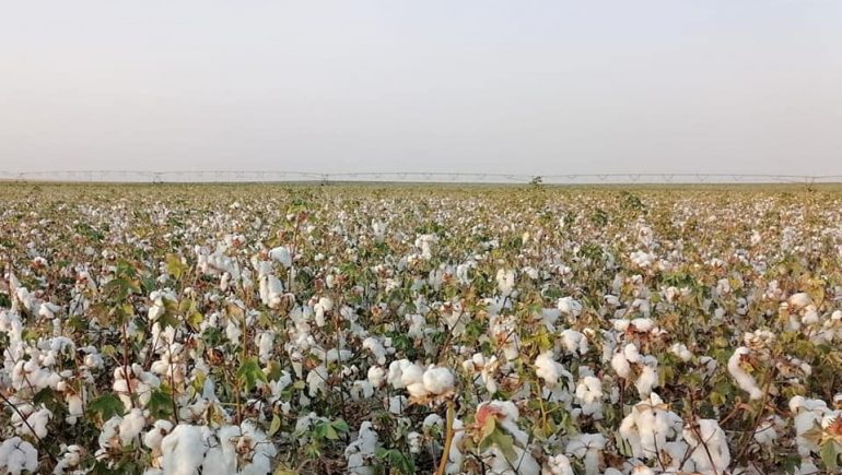 "قطاع الأعمال": نجاح تجربة زراعة القطن قصير التيلة بشرق العوينات موسم 2021